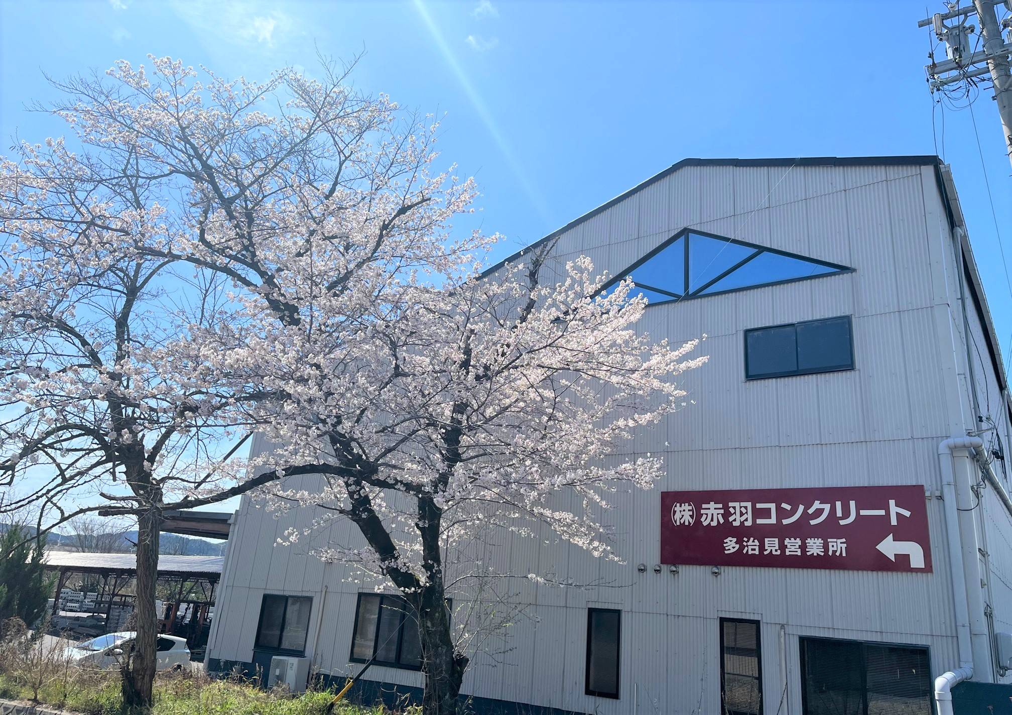 多治見営業所の桜